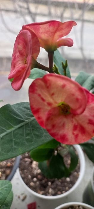 Молочай миля сортовые