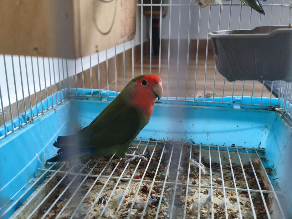 Pasari de companie îi