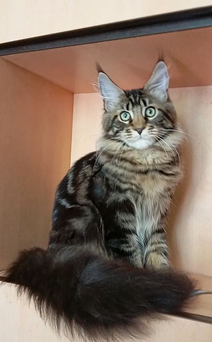 Мейн Кун — роскошный котик - Шеф!  От питомника  "Fluffy Tale".