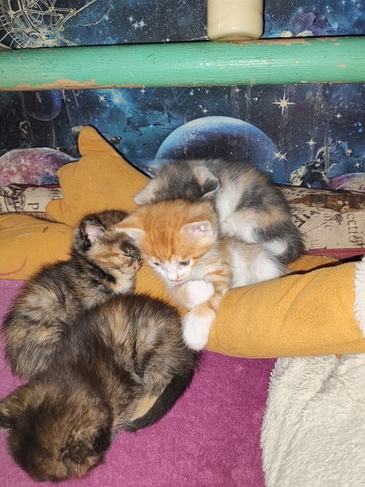 Отдам котят красивые игривые