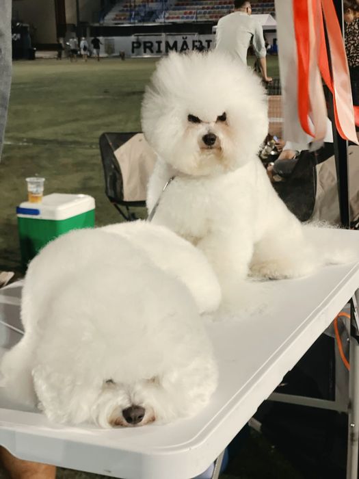 Bichon Frise cu pedigree-pregătiți să-și umple noua familie cu dragoste și bucurie