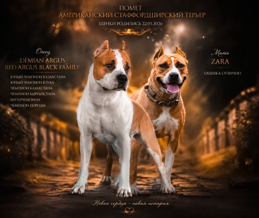 Щенки американский стаффордширский терьер
