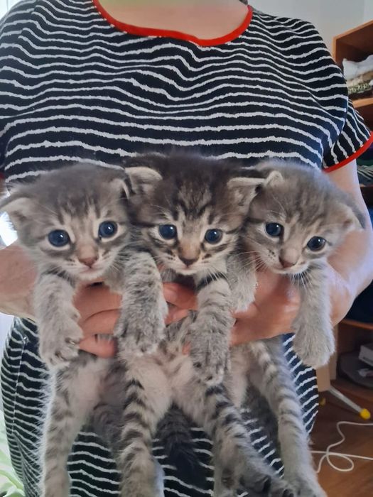 Вислоухие котята 1,5мес девочки