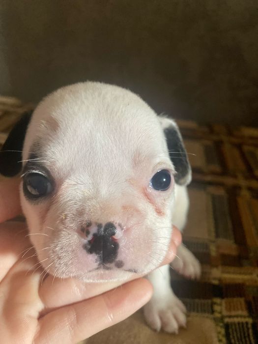 Французский бульдог