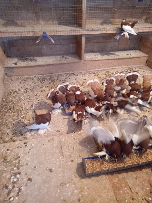 Продам домашних голубей