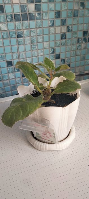 Продаются комнатные цветы НЕДОРОГО!