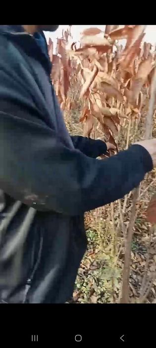 Мевлий дарах кучатлар, 15,000сумдан дехконларидан