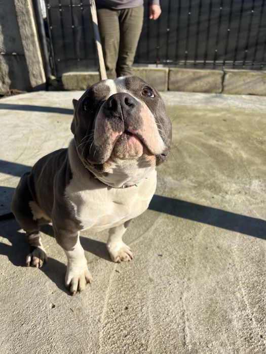 Vand catea american bully poket