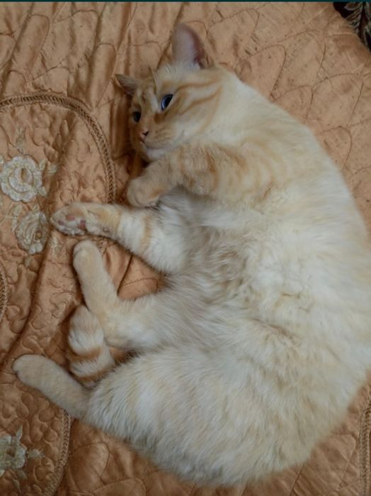 Отдам котов в добрые руки