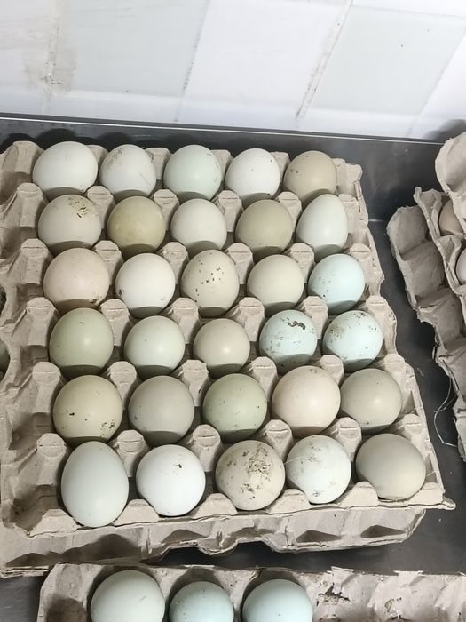 Oua verzi pentru incubat