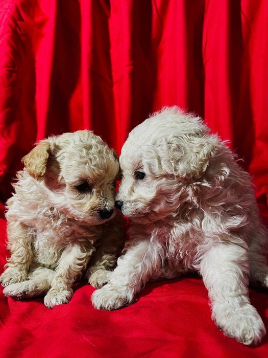 Щенки той-пудель