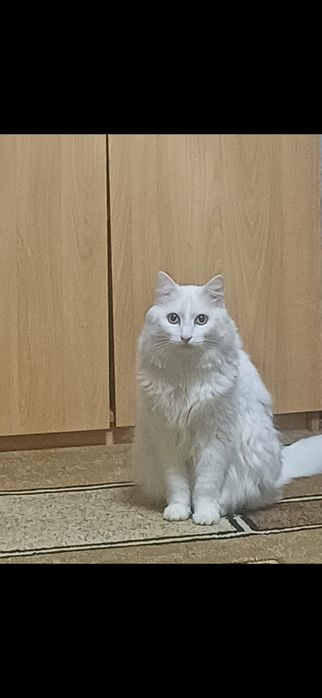 Пропал белый кот