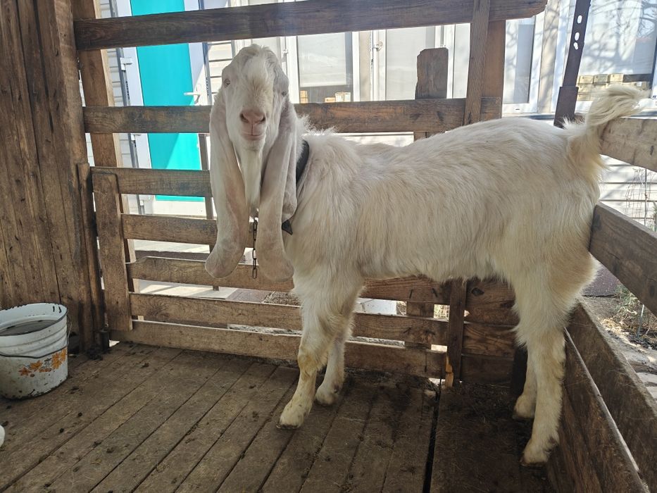 Козы камори и гулаби.