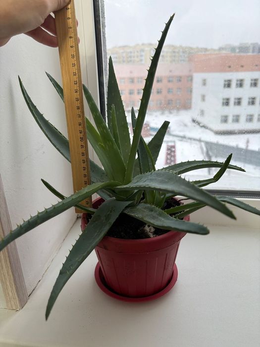 Продам алое вера и алое столетники