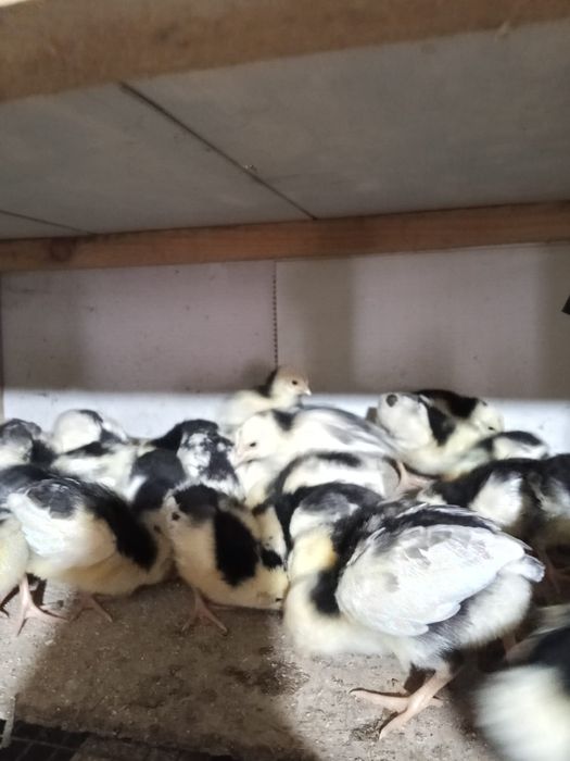 Цыплята пушкинских кур