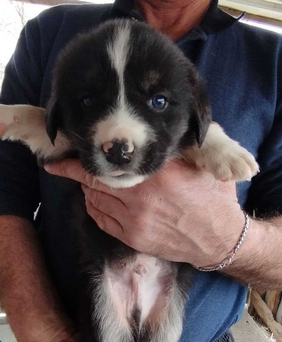 Отлам щенят мальчикии бесплатно