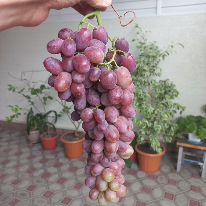 Продаю саженцы винограда элитные сорта