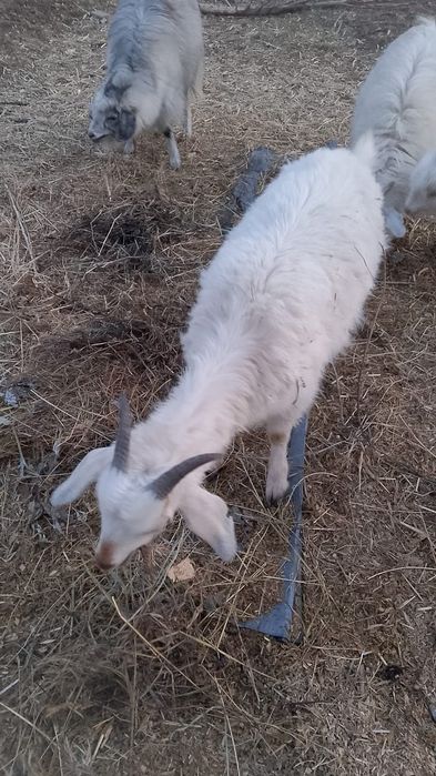 Козы, козы , козы