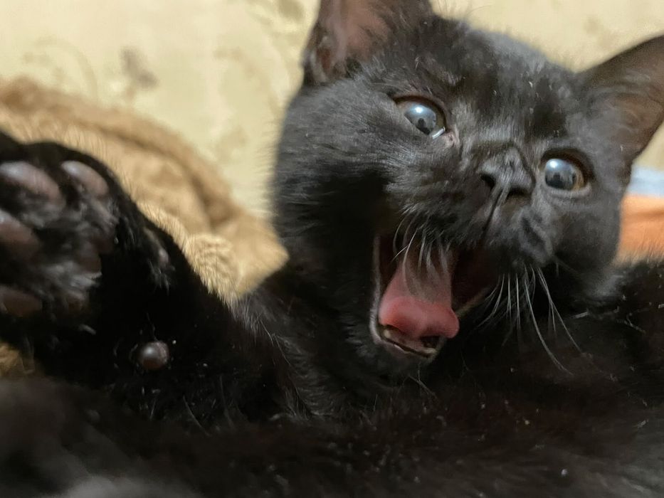 отдам черного котенка мальчика