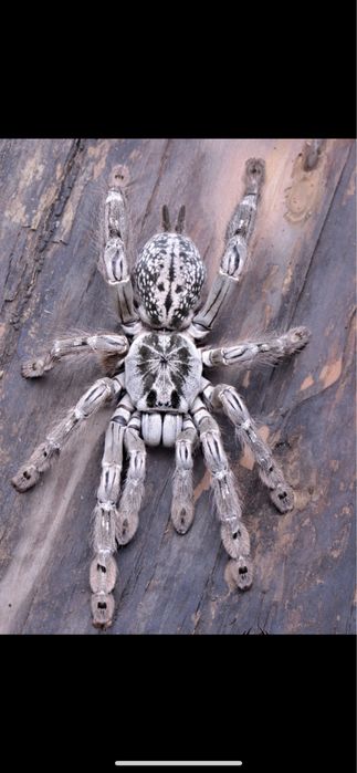 Екзотични животни широка гама- всякакви видове включително по-поръчка