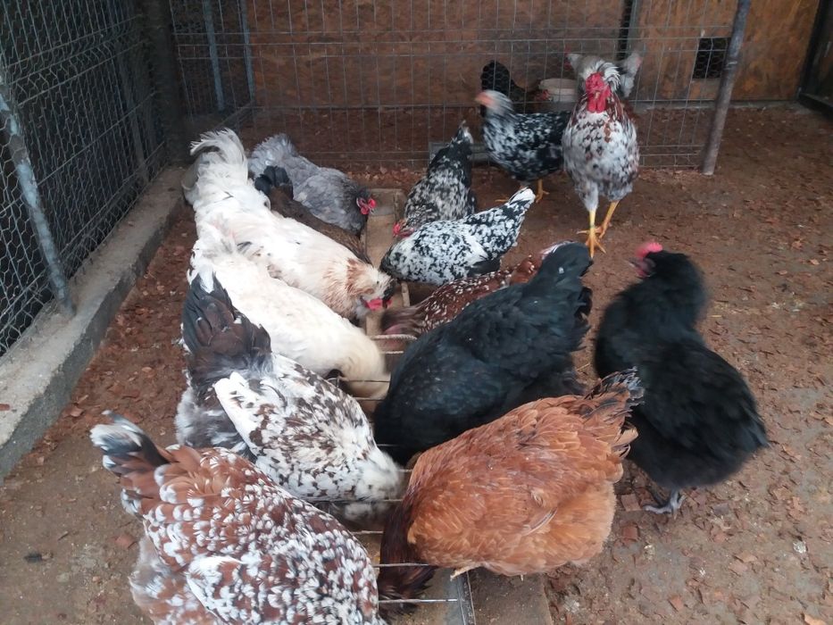 Oua colorate de la gaini de rasa