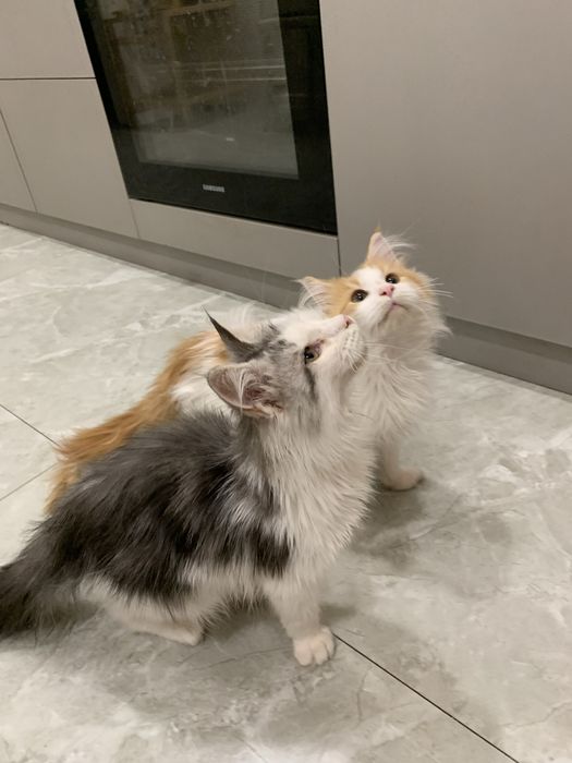 мальчик мейнкун с родословной