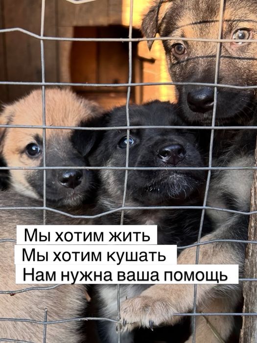 Отдам в заботливую ответственную семью щенков разного возраста.