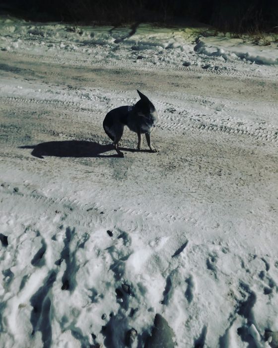 Найдена маленькая собачка