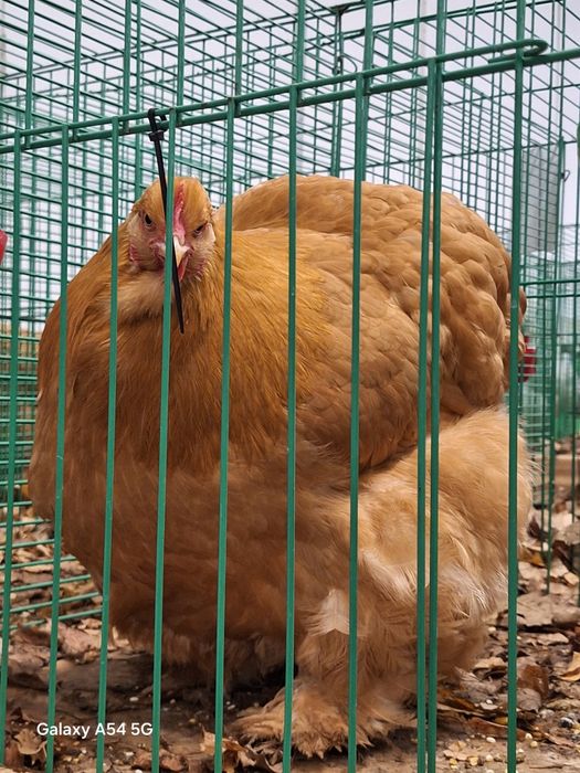 Cochinchina Galben
