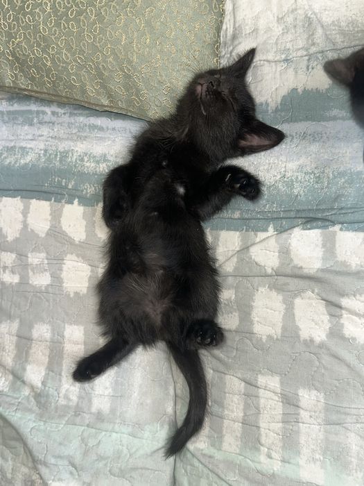 Отдам котят в добрые руки