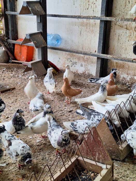 De vânzare 4 perechi de porumbei " jucători de Amara" ...cazatoti.