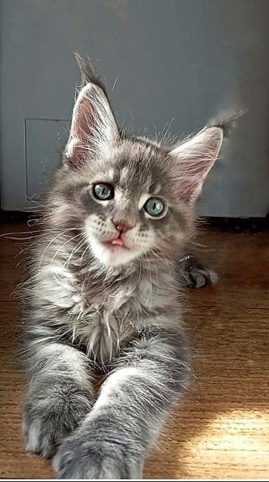 Шикарные котята для Вас! Питомник "Fluffy Tale"