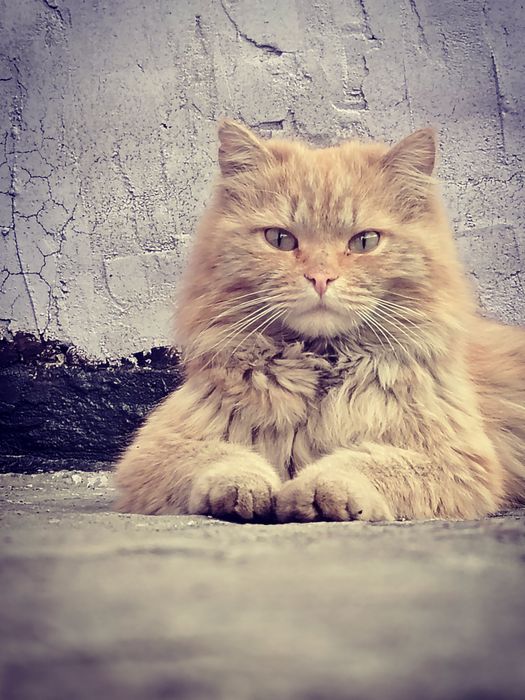 Пропал кот в районе мичурина