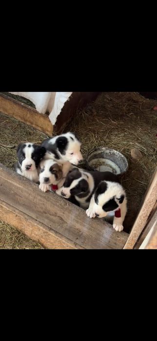 Продам щенки алабая