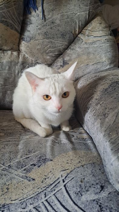 Кошка,девочка,11месяц белоснежной