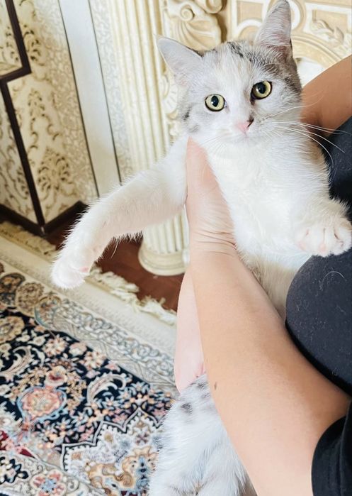 Британский и трёхцветный смешанная