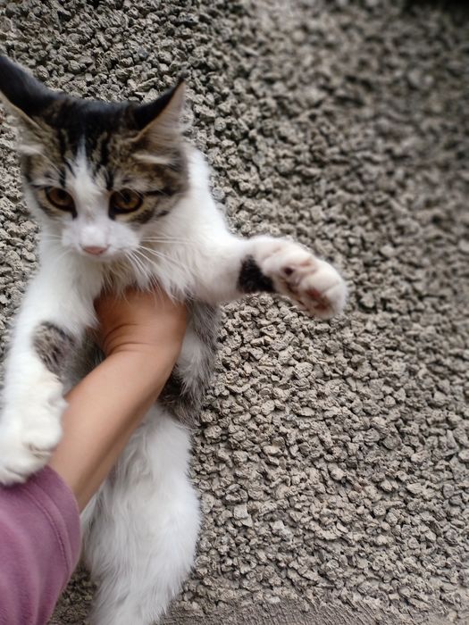 Отдам котят бесплатно