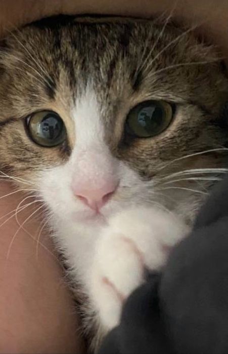 Котенок Текила