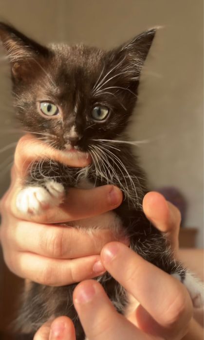 Отдаем котят в добрые руки