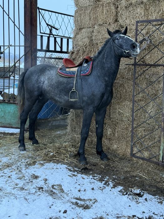 Продам орловца маладого срочно брал для себя