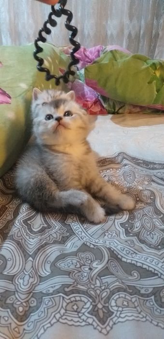 Продаются помпушки