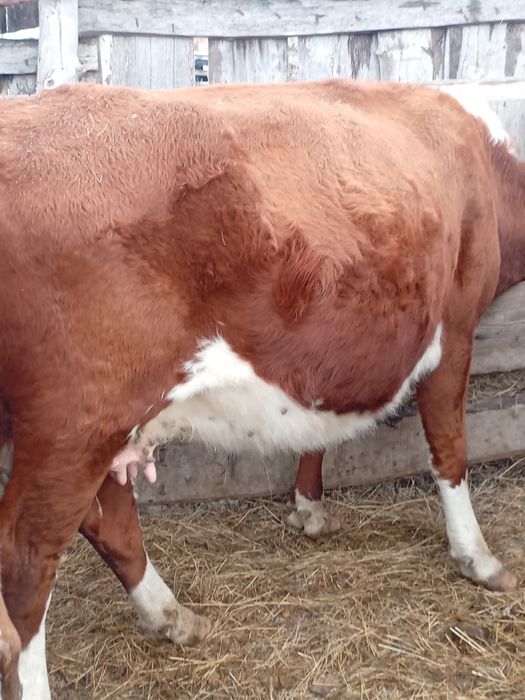 Согымга сиырлар бар