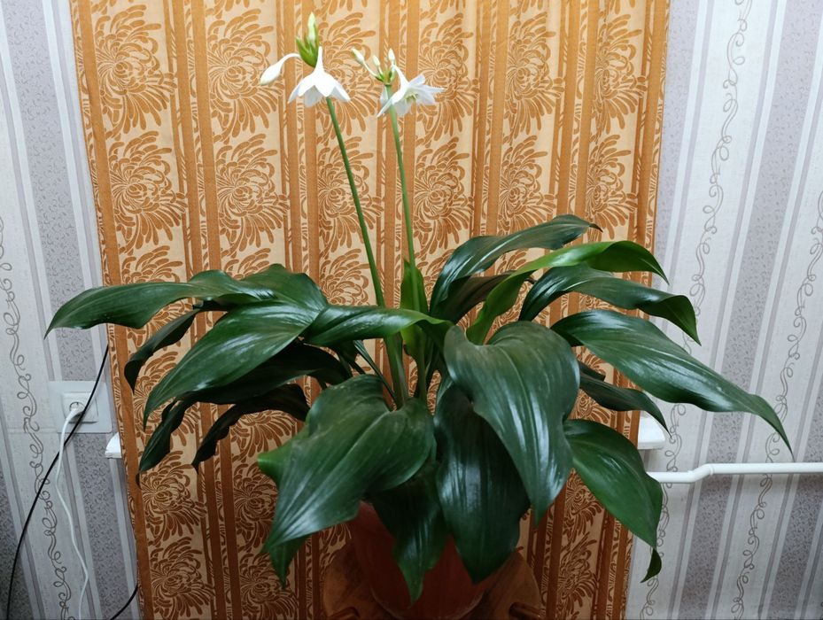 Цветы на 19 декабря. Эухарис - Амазонские лилии.