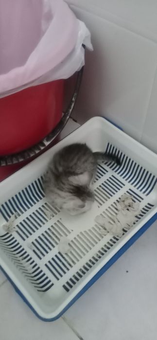 Продам котять 2 месяць