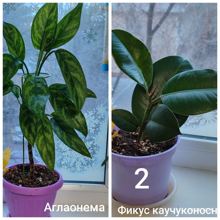 Продам растения и цветы