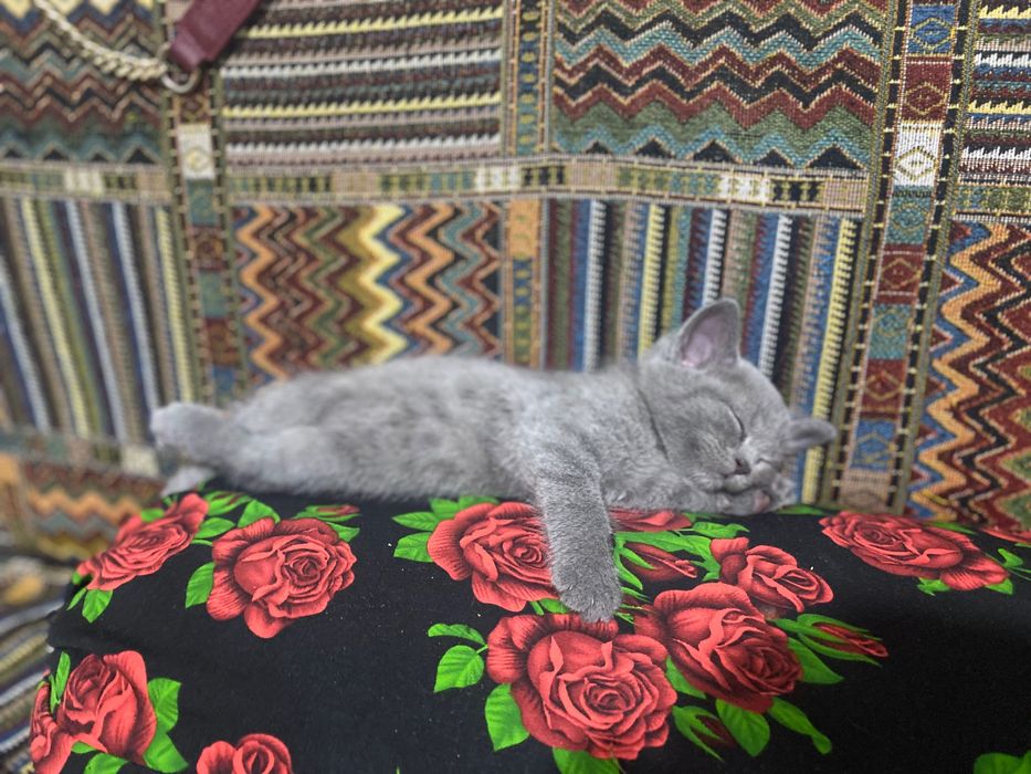 BMW va Mersedes suratga tushurish