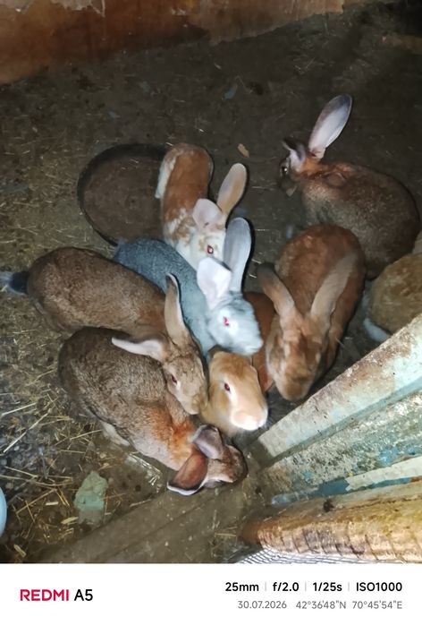 Продам кроликов болшие