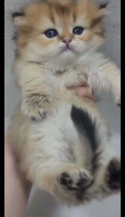 Хайленд страйт золотая шиншила мальчик 
Мальчик скоттиш страйт.
Окр