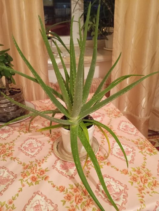 Алоэ Вера продам