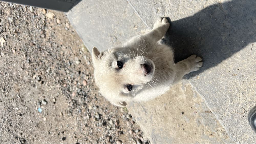 Сабака     белая